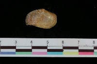 藏品(拖鞋舟螺)的圖片